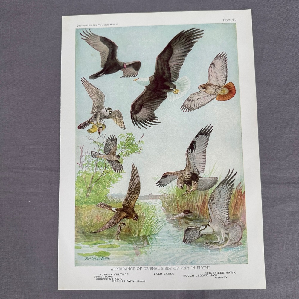 Louis A Fuertes Birds of Prey Hawk Eagle Osprey Vulture Print Plate Wall Art